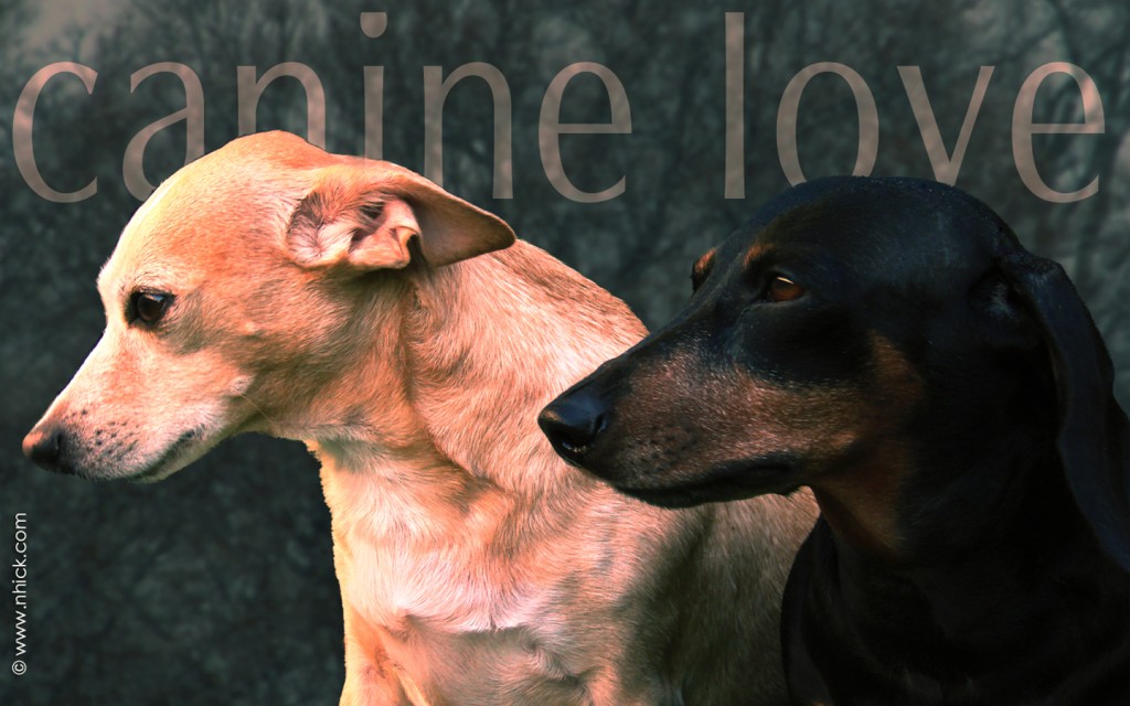 What Does Canine Love Mean