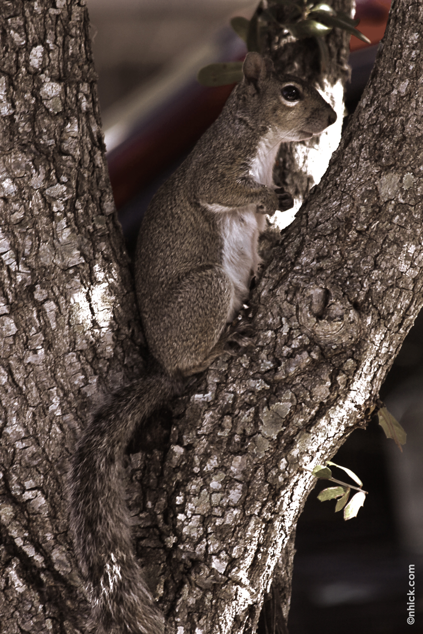 Squirrel in a Tree by Nhick Ramiro Pacis