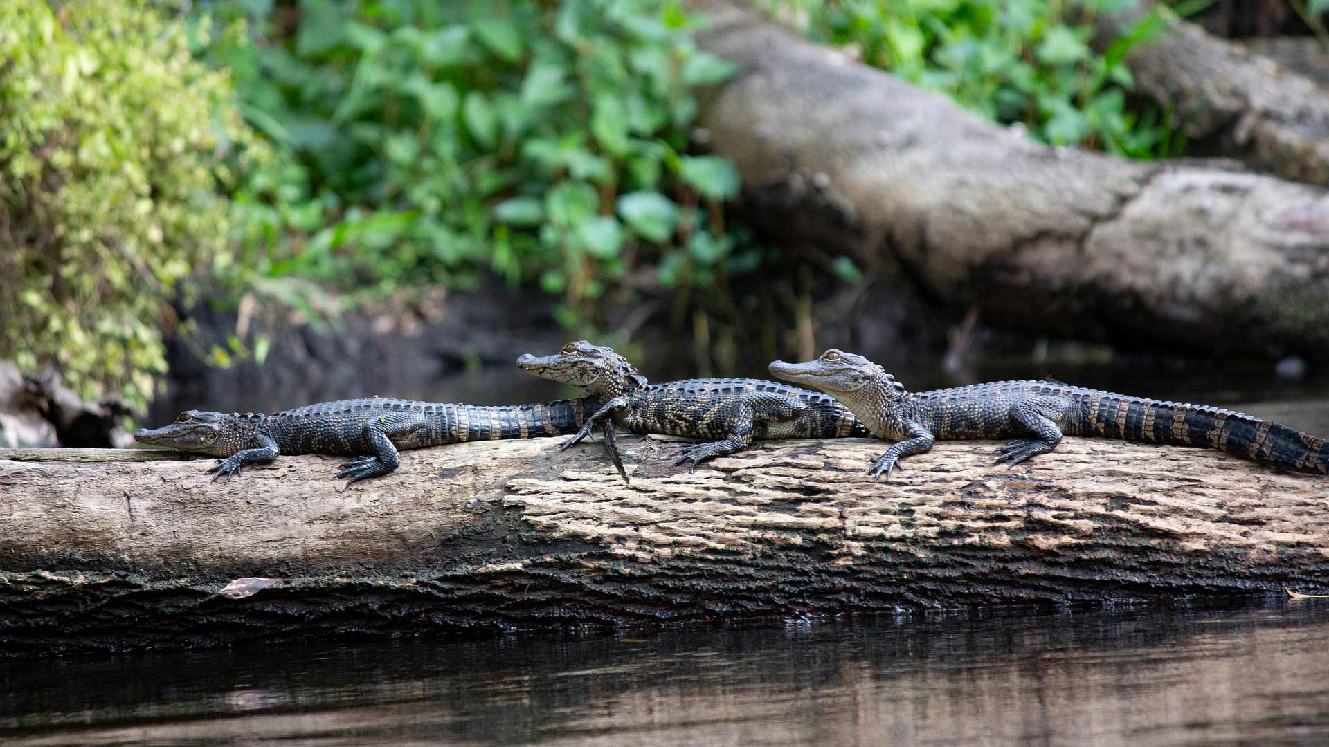 Florida Wildlife at Pixabay